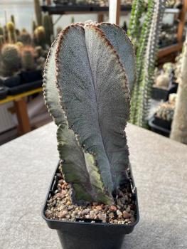 Astrophytum myriostigma